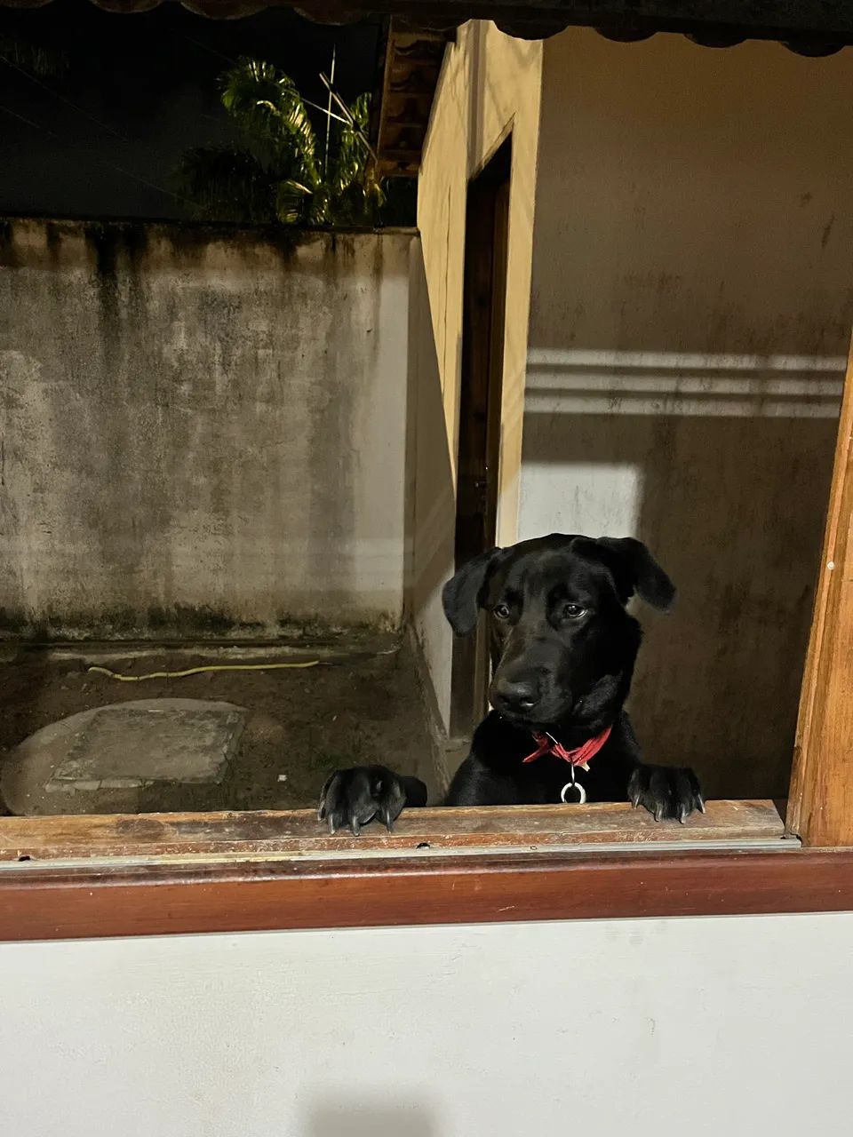 Pet para doação  - Foto 4