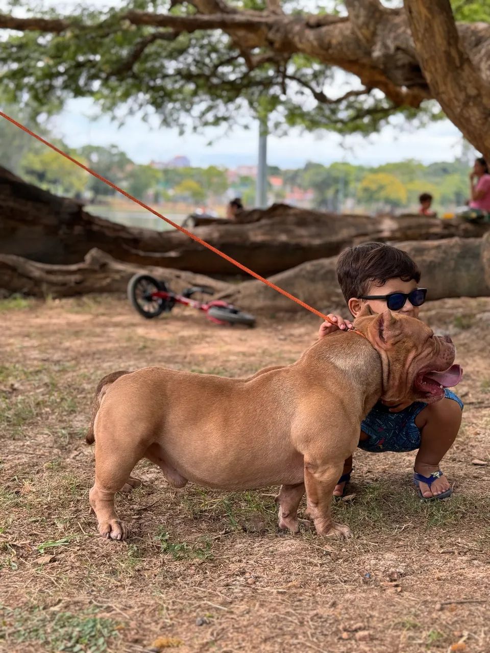 Macho American Bully Micro  - Foto 2