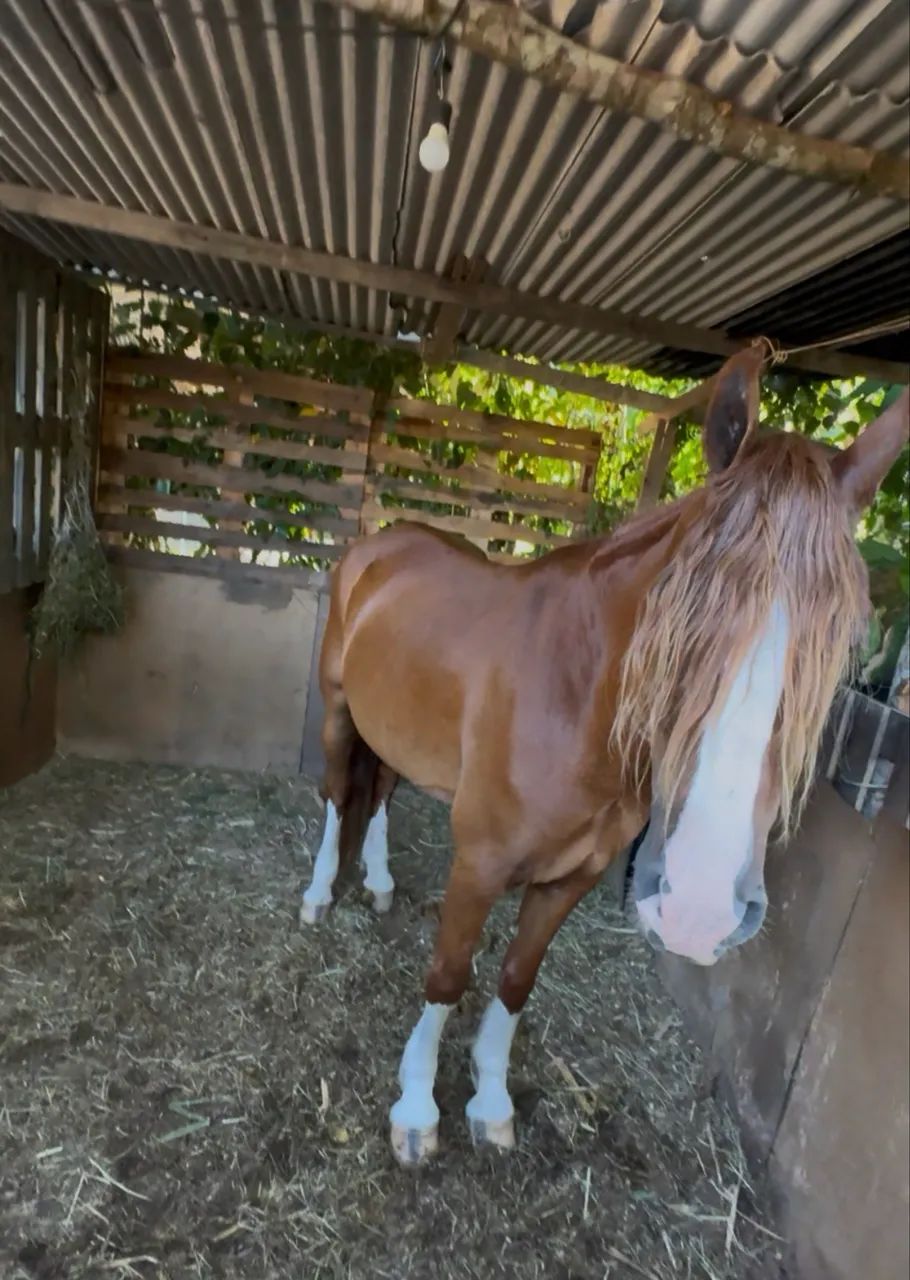 Cavalo Mangalarga marchador  - Foto 2