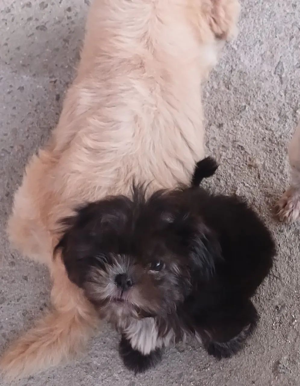 Filhotes macho de shih tzu  - Foto 3