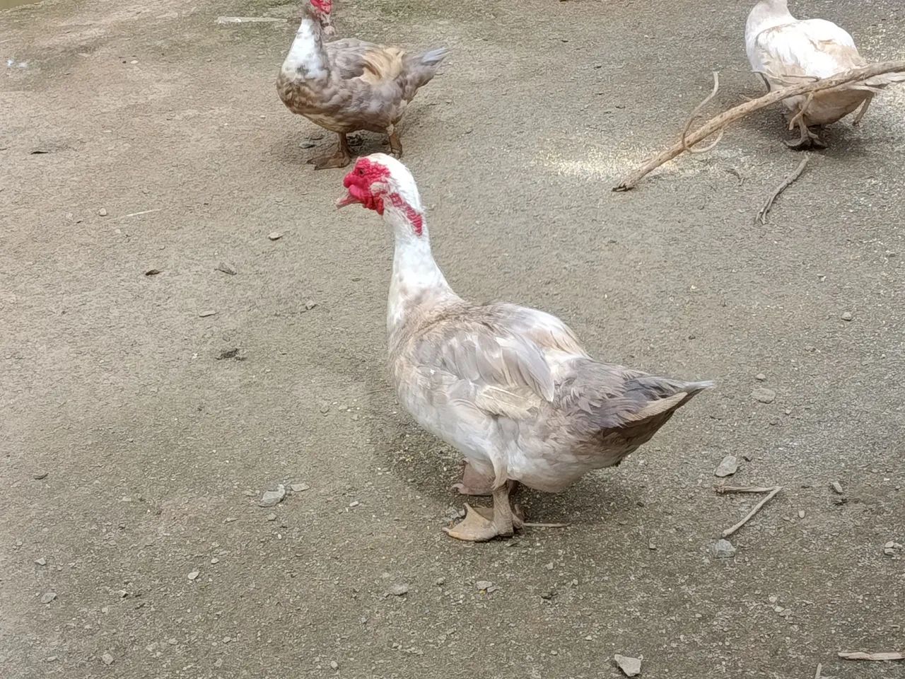 Patos - Foto 4