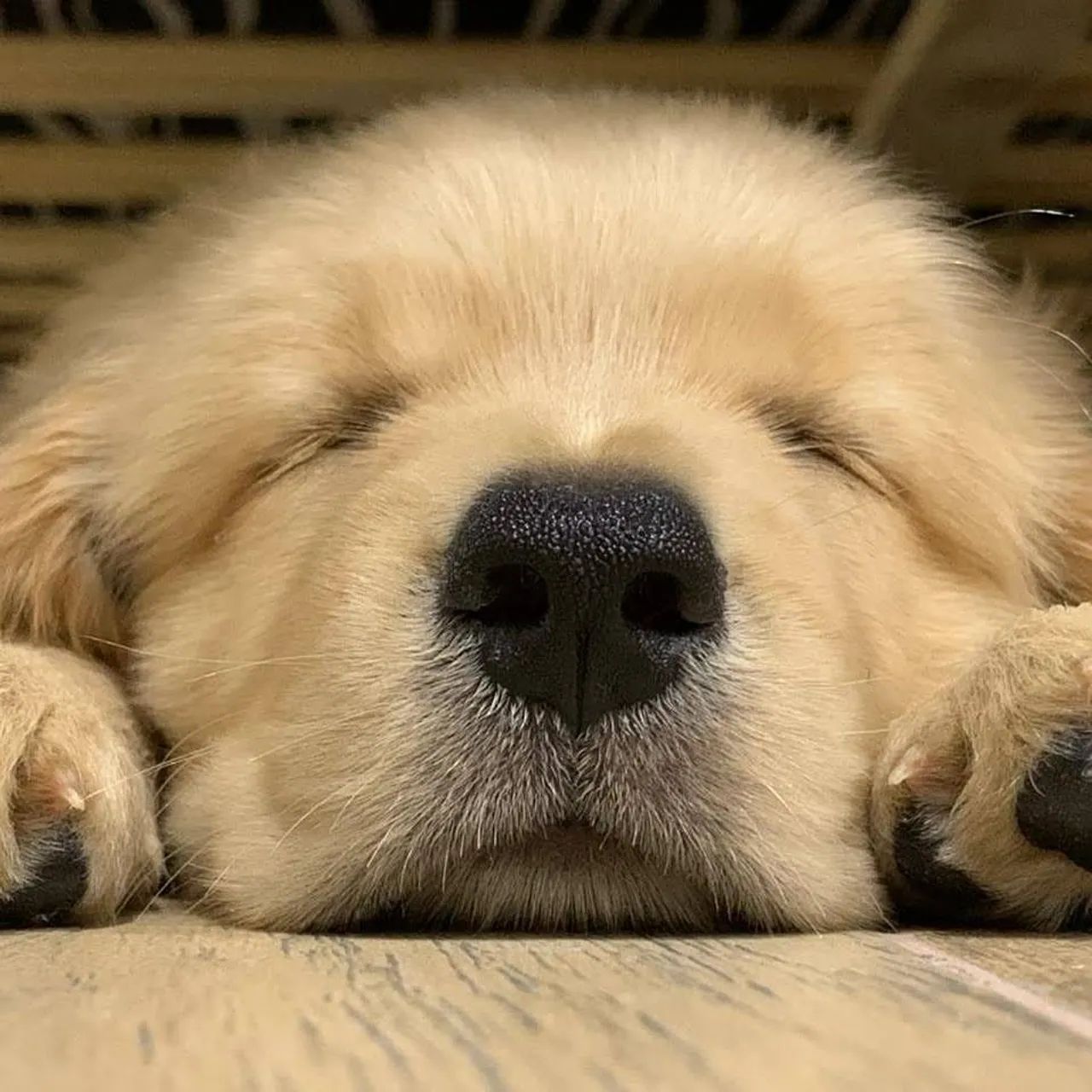 Golden Retriever - Foto 4