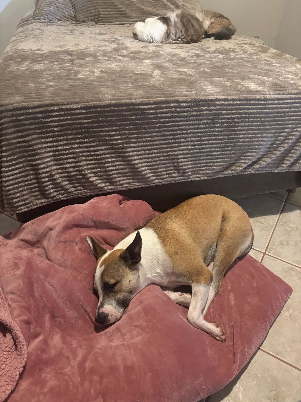 Para adoção responsável!  - Foto 3