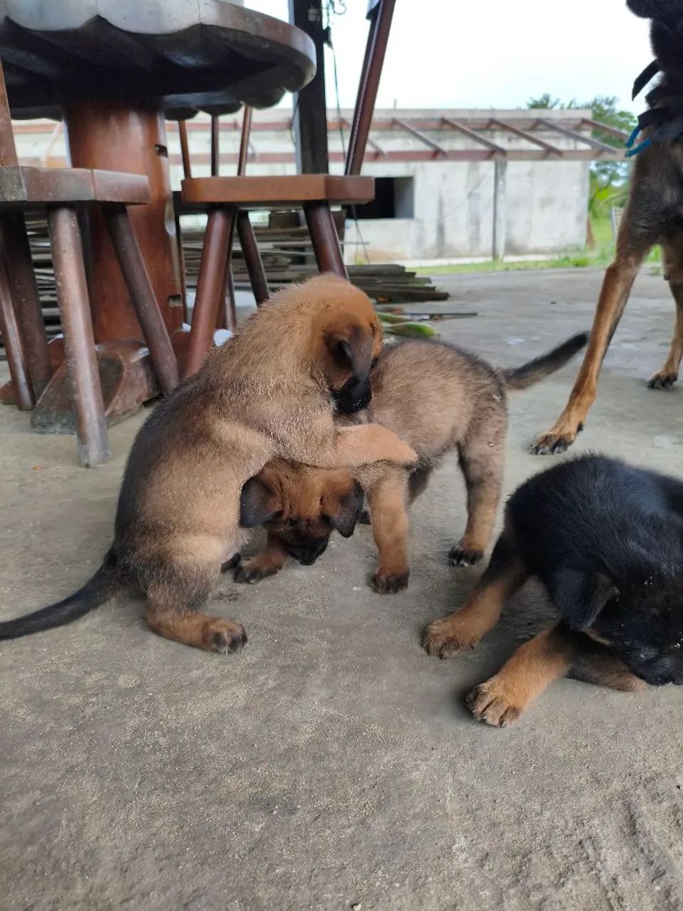 Pastor Belga Malinois  - Foto 4