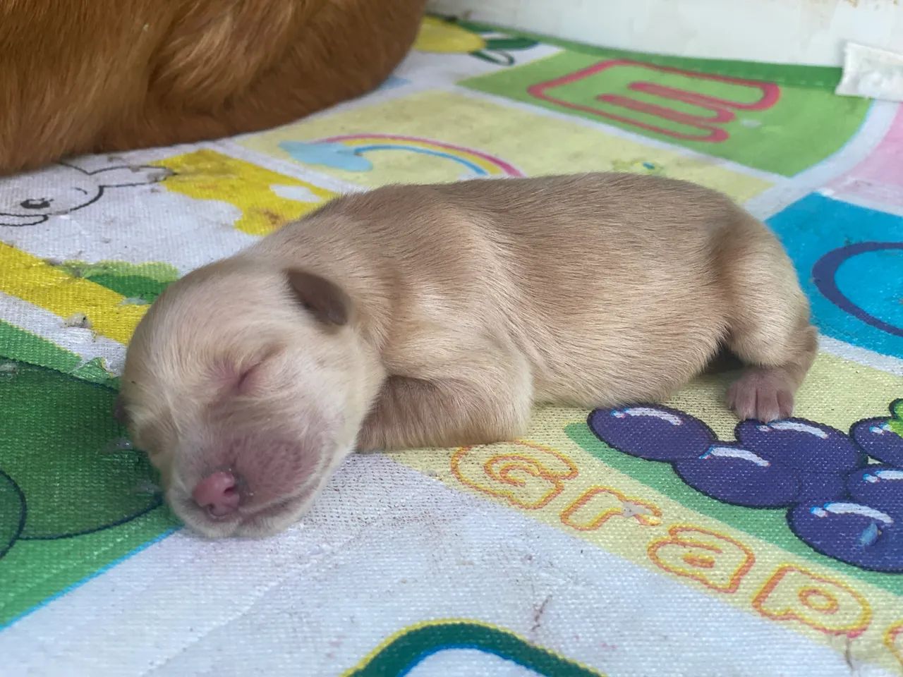 Golden Retriever  - Foto 5