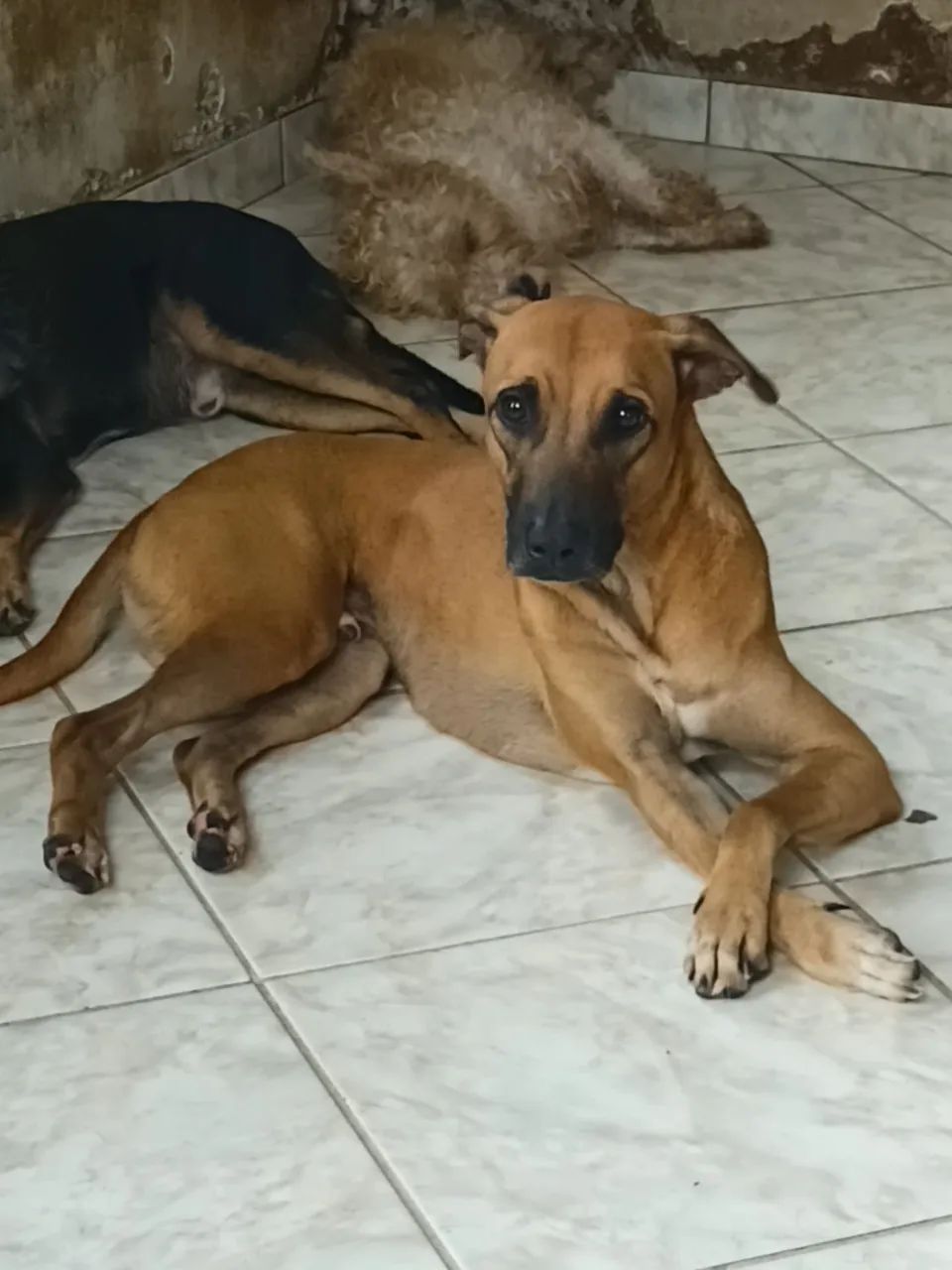 Adote