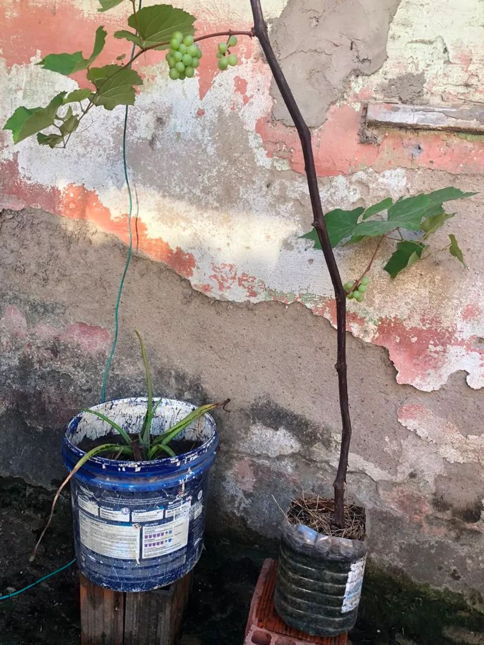 Mudas de uvas vitória em produção cel. *30... - Foto 3