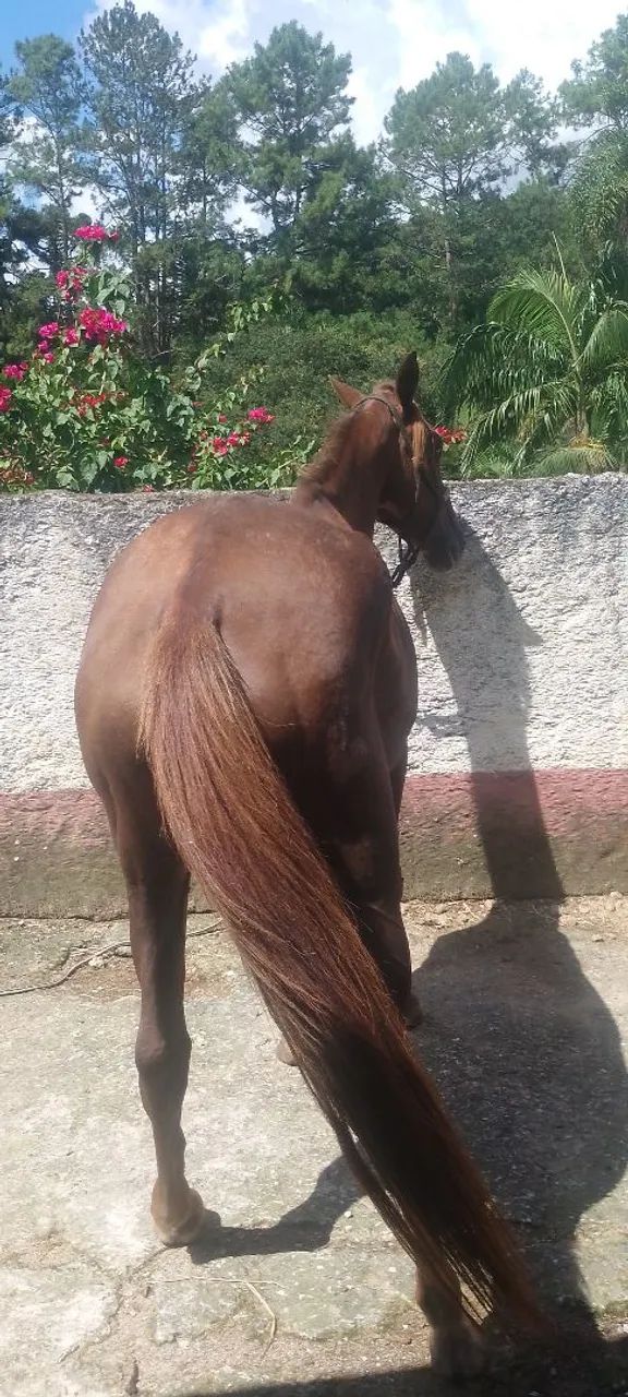 Égua mestiça de engate  - Foto 6