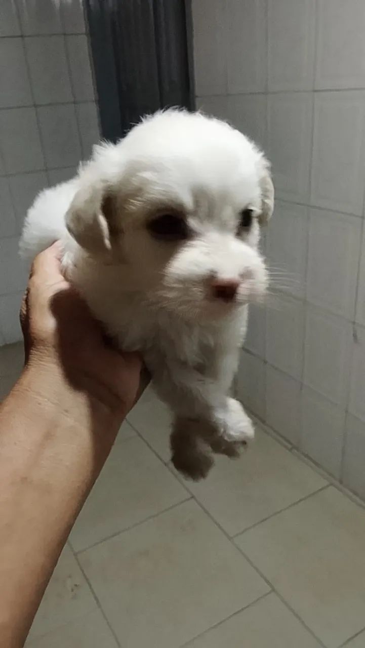 Cachorro shih tzu - Foto 2