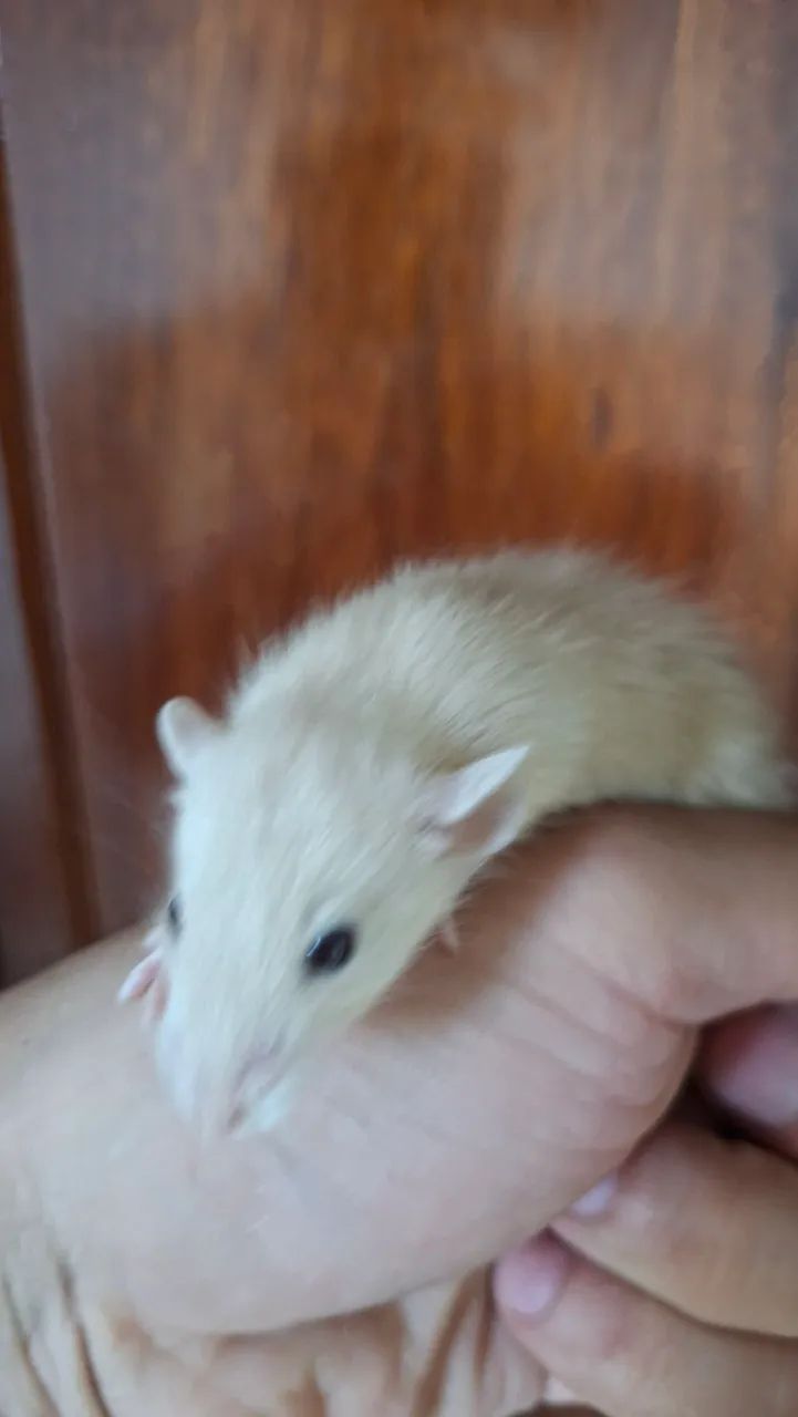 Rato twister - Foto 3