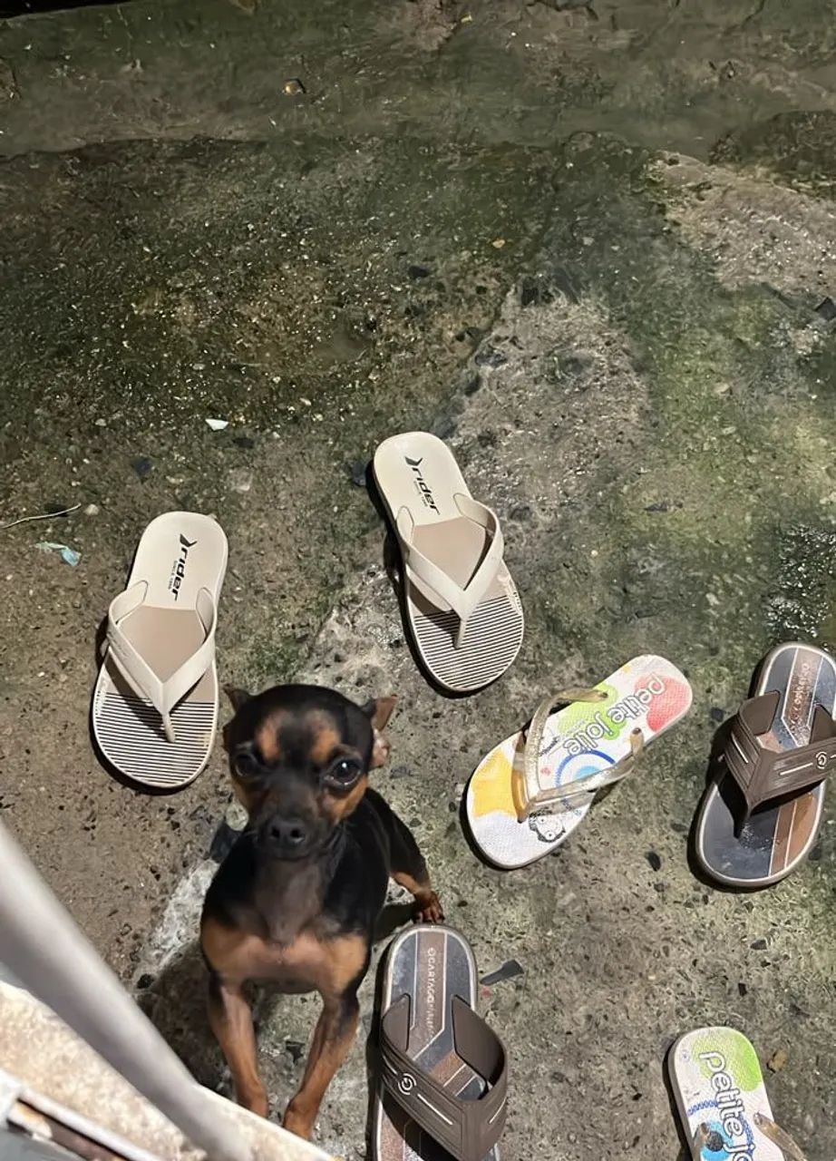 Cachorro - Foto 2