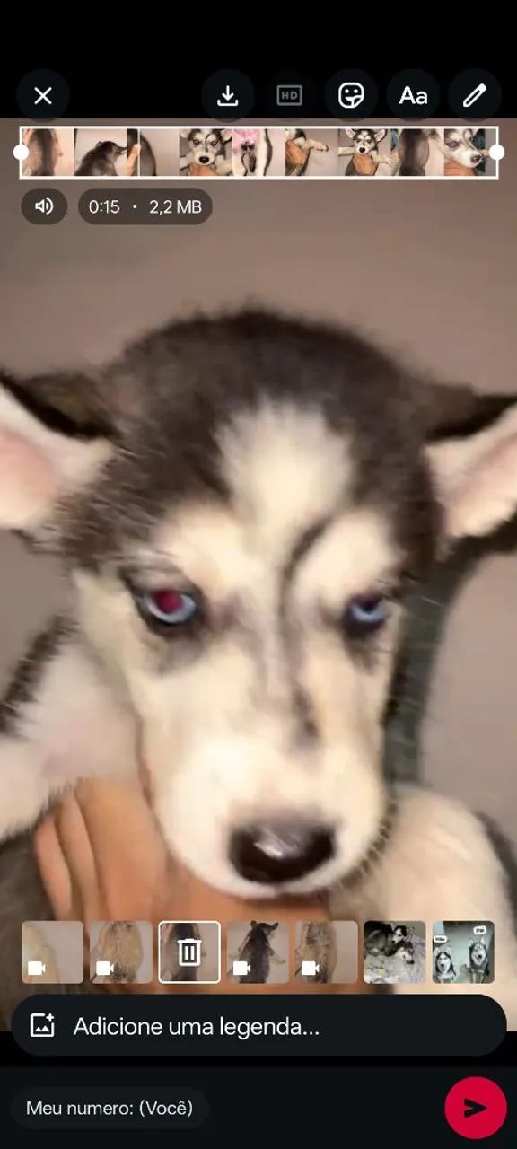 Husky Siberiano - Foto 5
