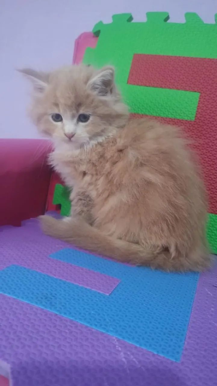 Gato Maine coon  - Foto 2