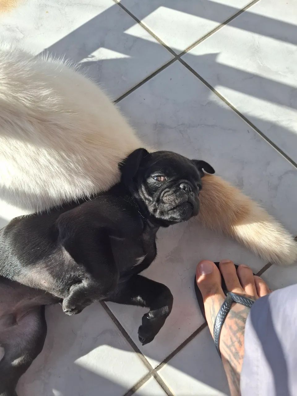 Pug black  - Foto 2