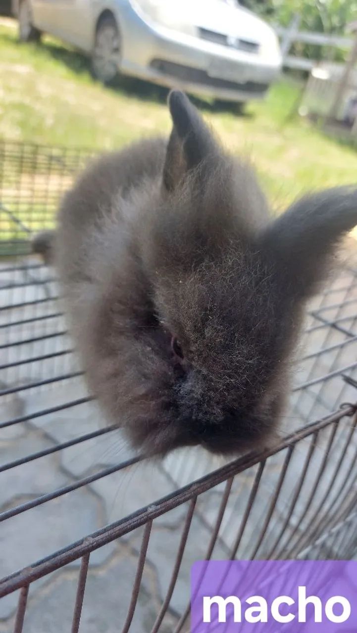 Coelho Mini Lion Head Cinza EScuro Muito dócil e carinhoso Disponível  - Foto 2