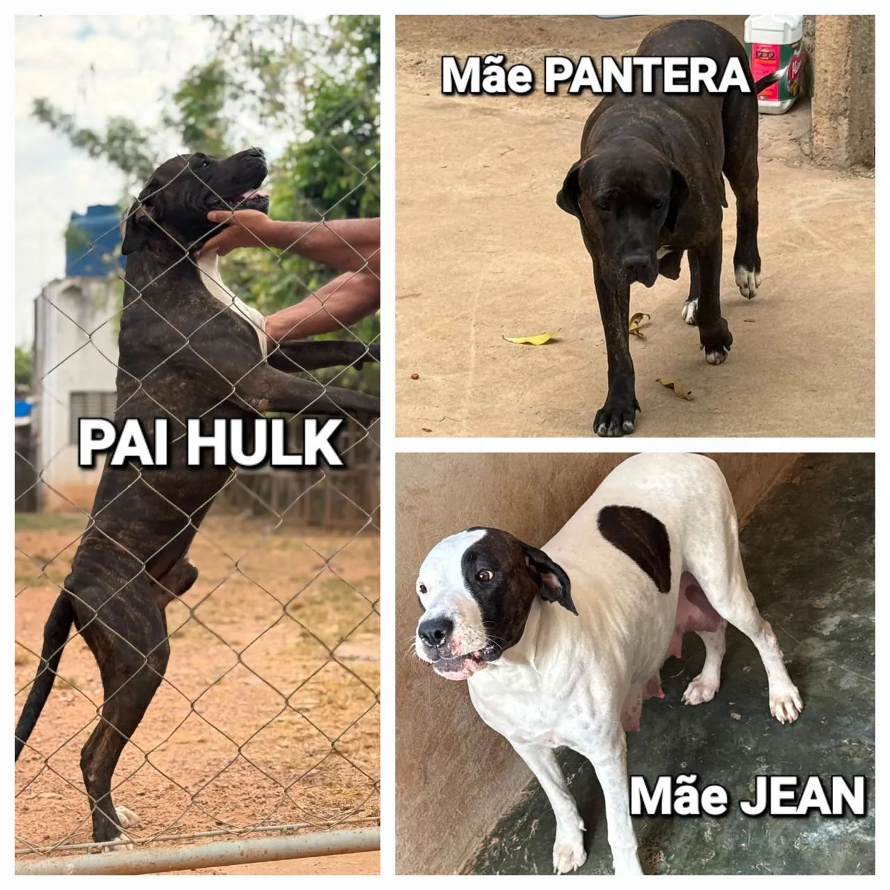 Filhotes de boxer híbridos