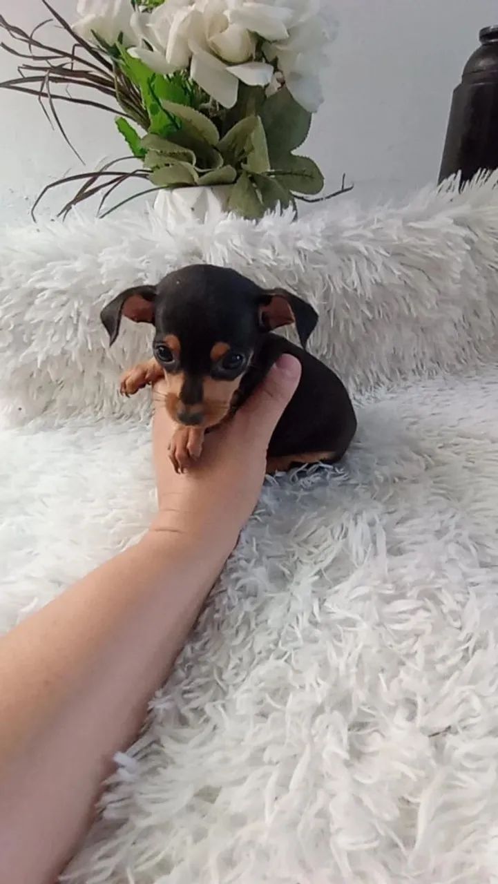 Pinscher zerinho macho - Foto 2