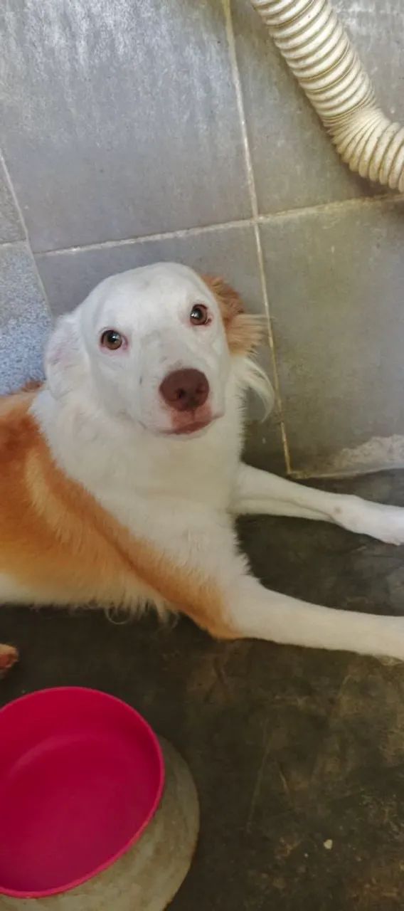 Doação  - Foto 4