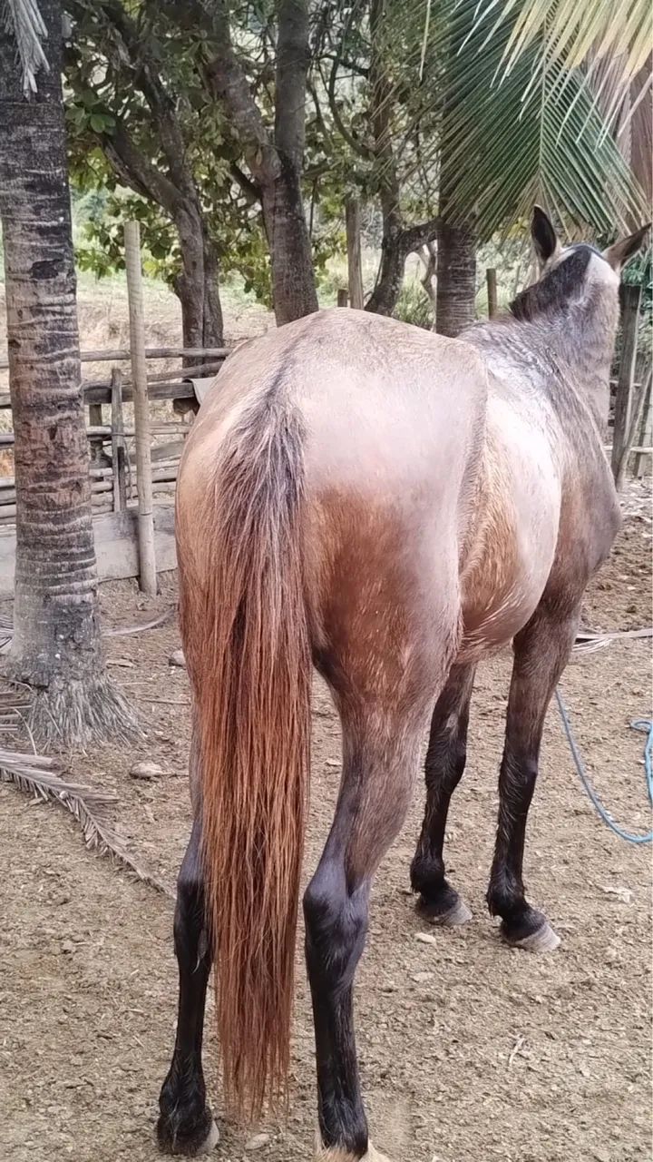 Cavalo  - Foto 3
