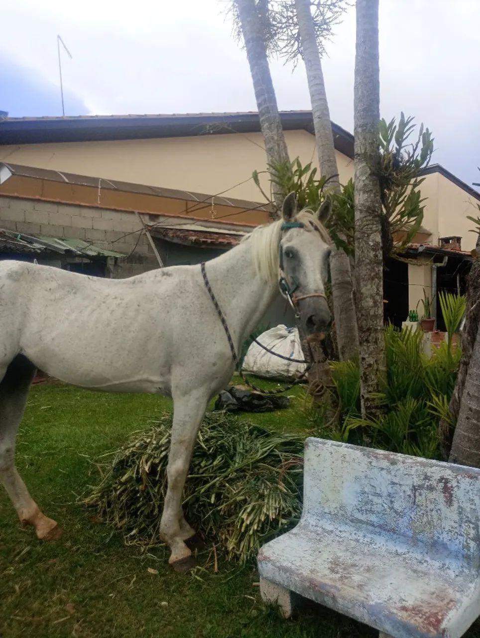 Cavalo a venda  - Foto 2