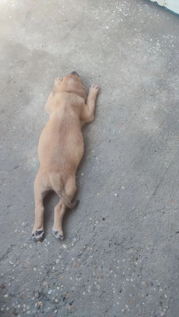 Doação Responsável. Foi abandonada - Foto 3