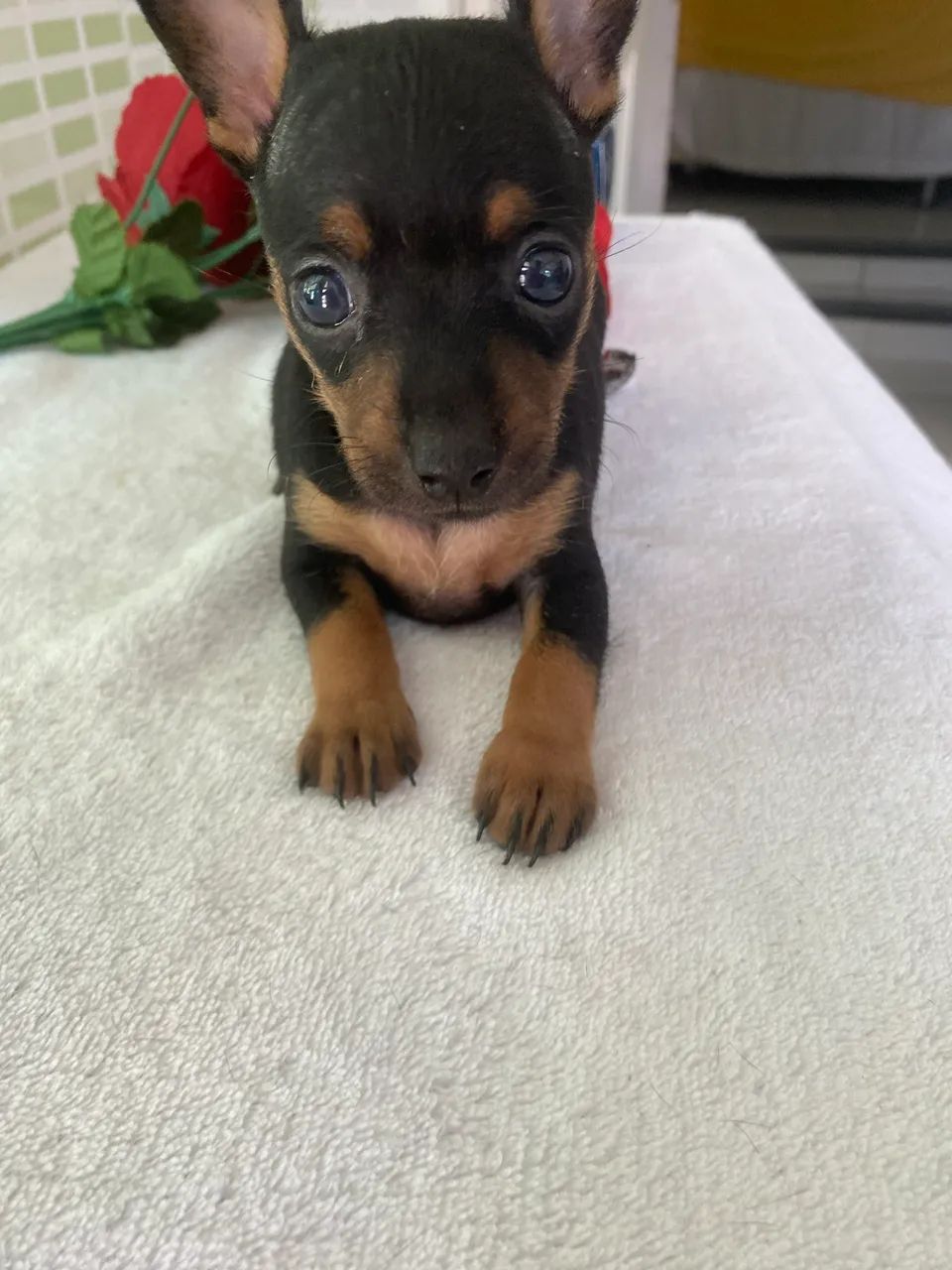 Pinscher  - Foto 4