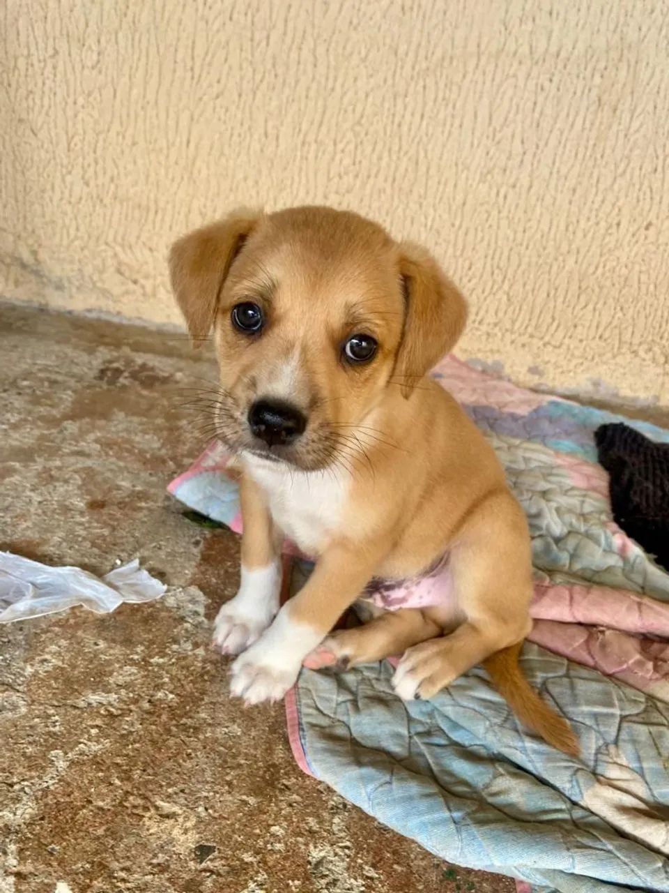 Cachorros para doação  - Foto 3