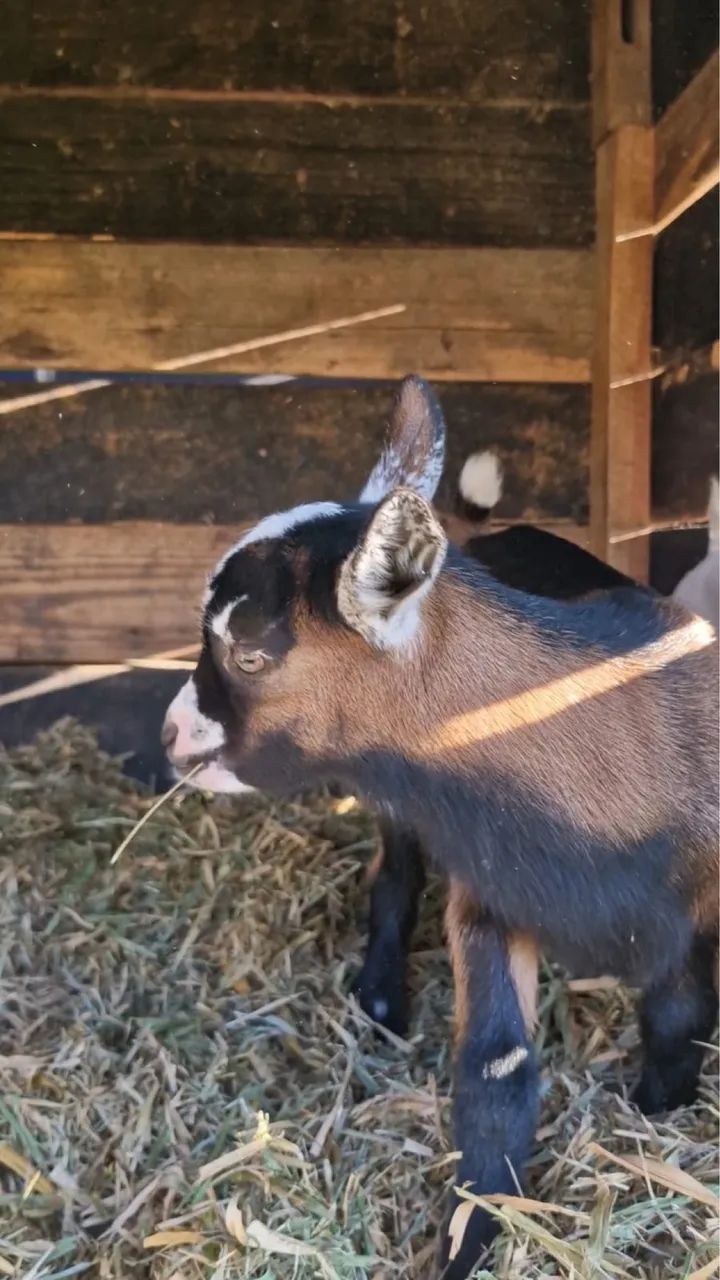 Mine Bodinho Cabrito  - Foto 2