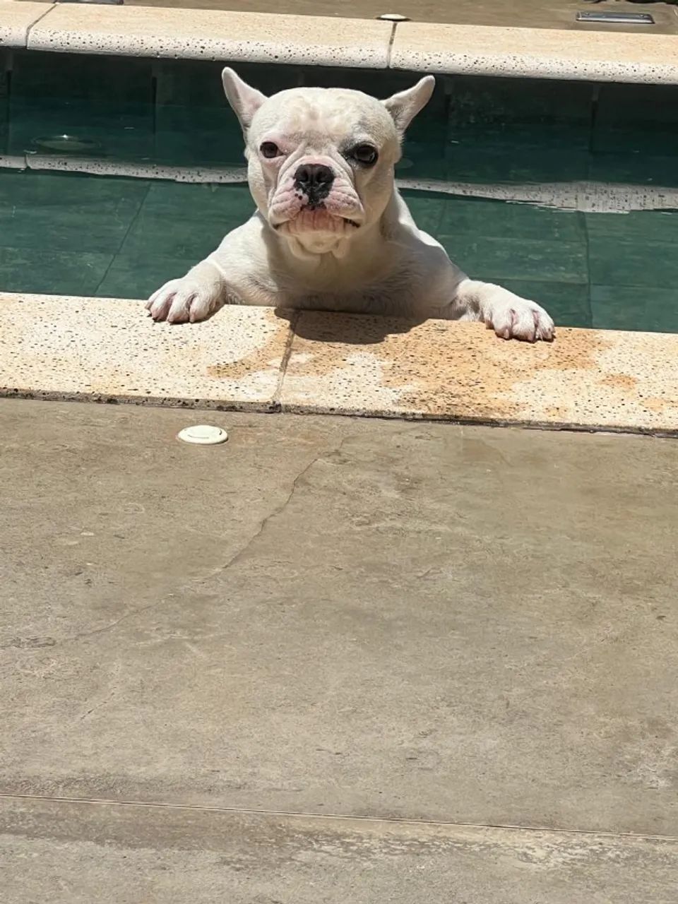 Buldogue  - Foto 3