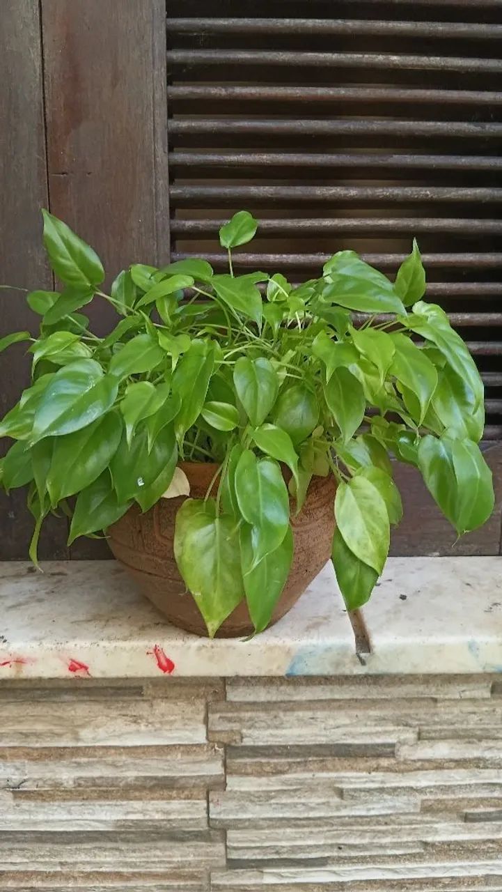 Mudas plantas - Mini Imbé, Philoendron  - Foto 3