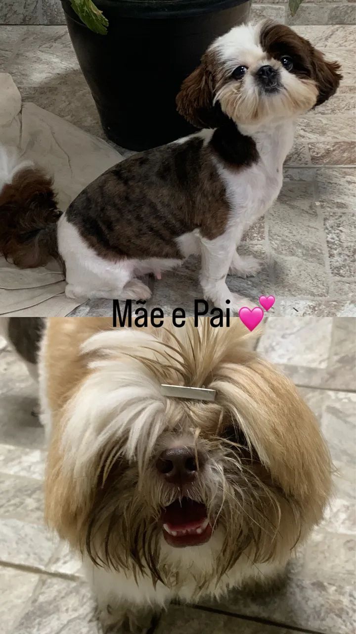 Animal - Foto 2