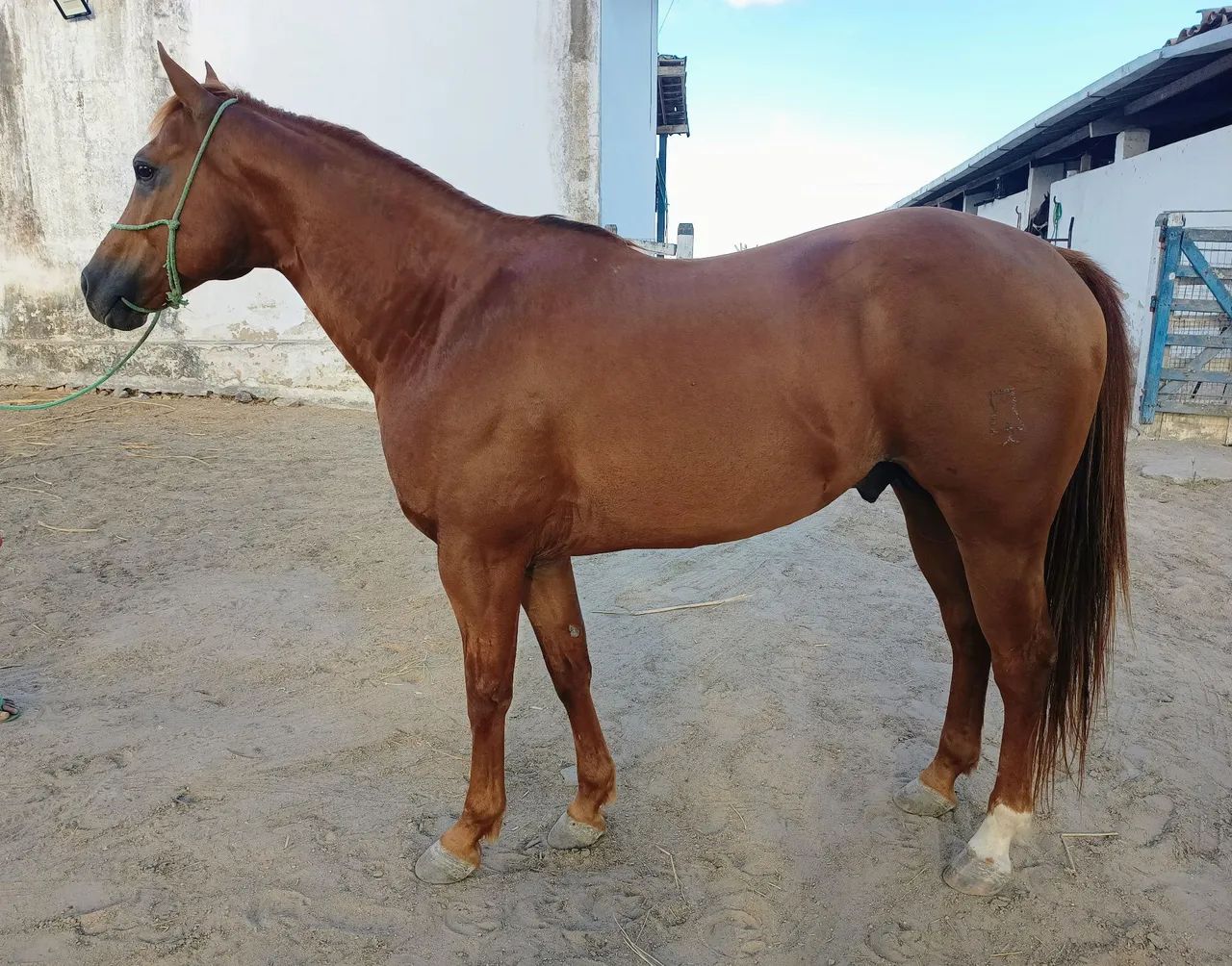 Cobertura Garanhão QM Eternal Haidas HPR  - Foto 5