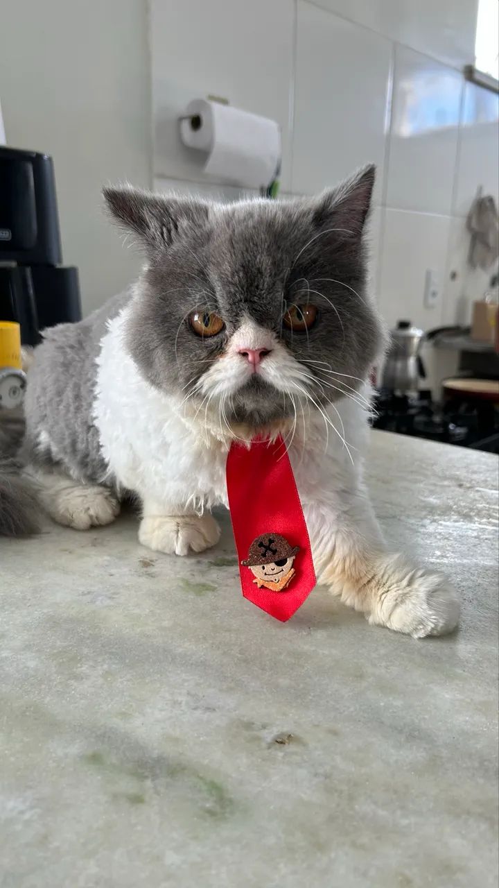 Gato persa - Foto 5