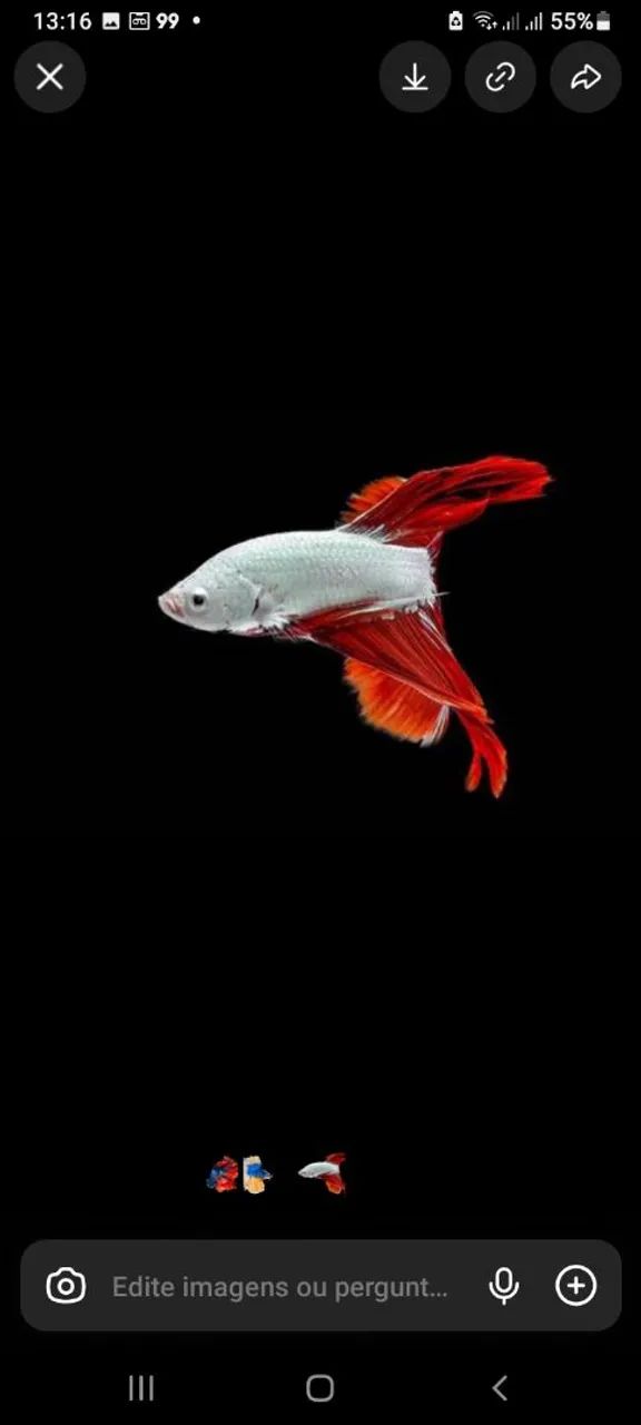 Betta - Foto 4