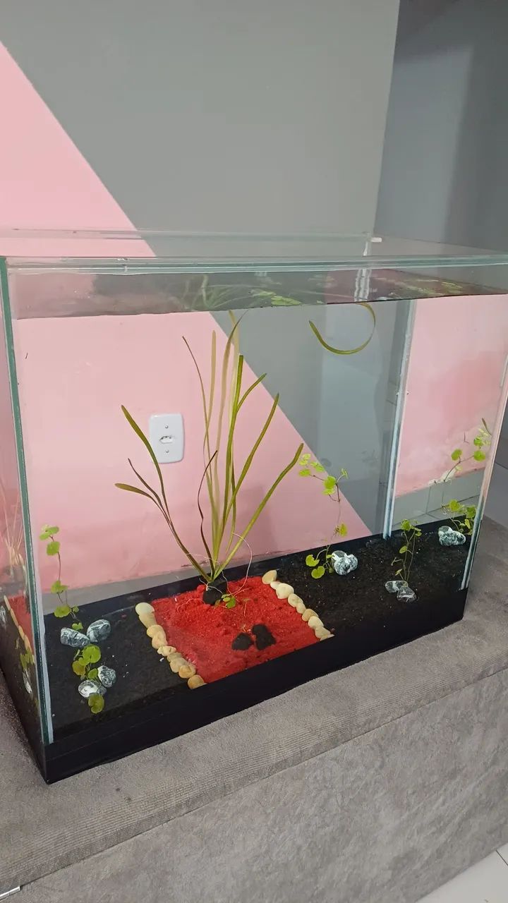 Aquário 90 Litros com plantas - Foto 5