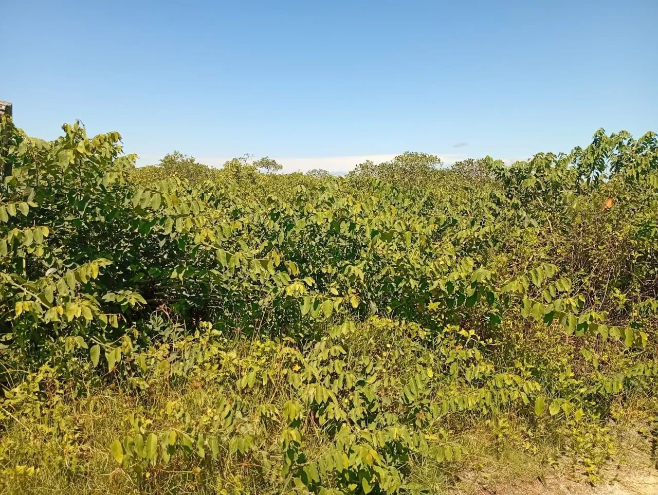 Terreno na praia  - Foto 3