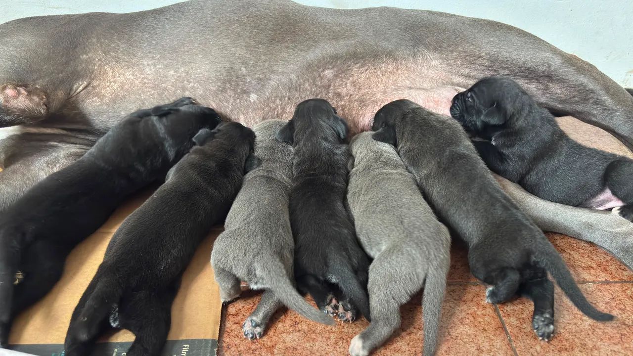 Cane Corso Italiano  - Foto 5