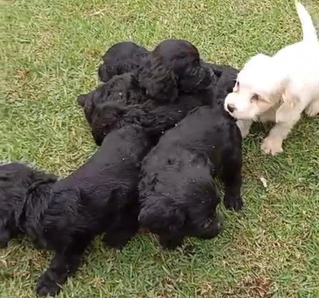 Cocker spaniel lindo e pelagem top 