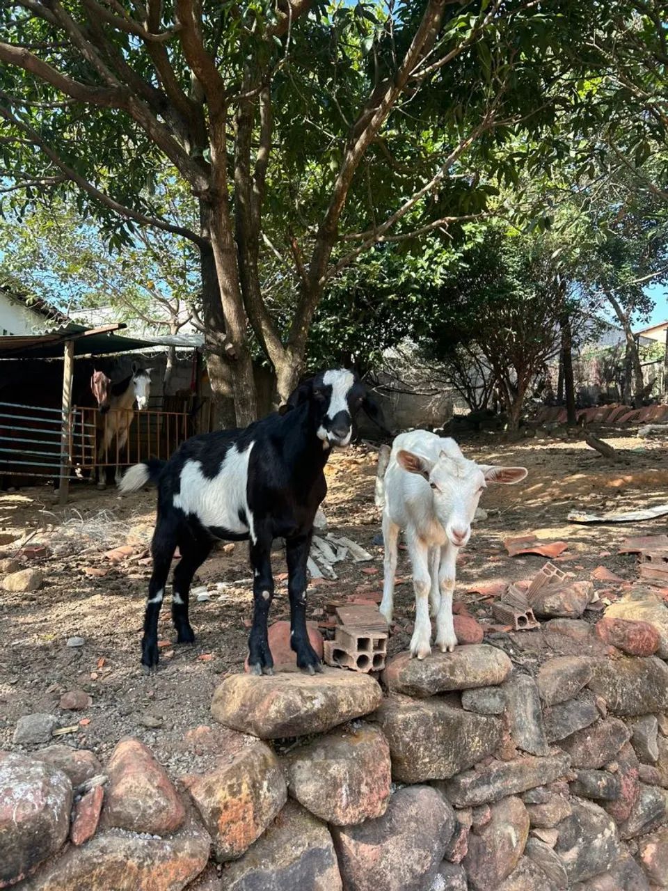Casal De Cabrito  - Foto 2