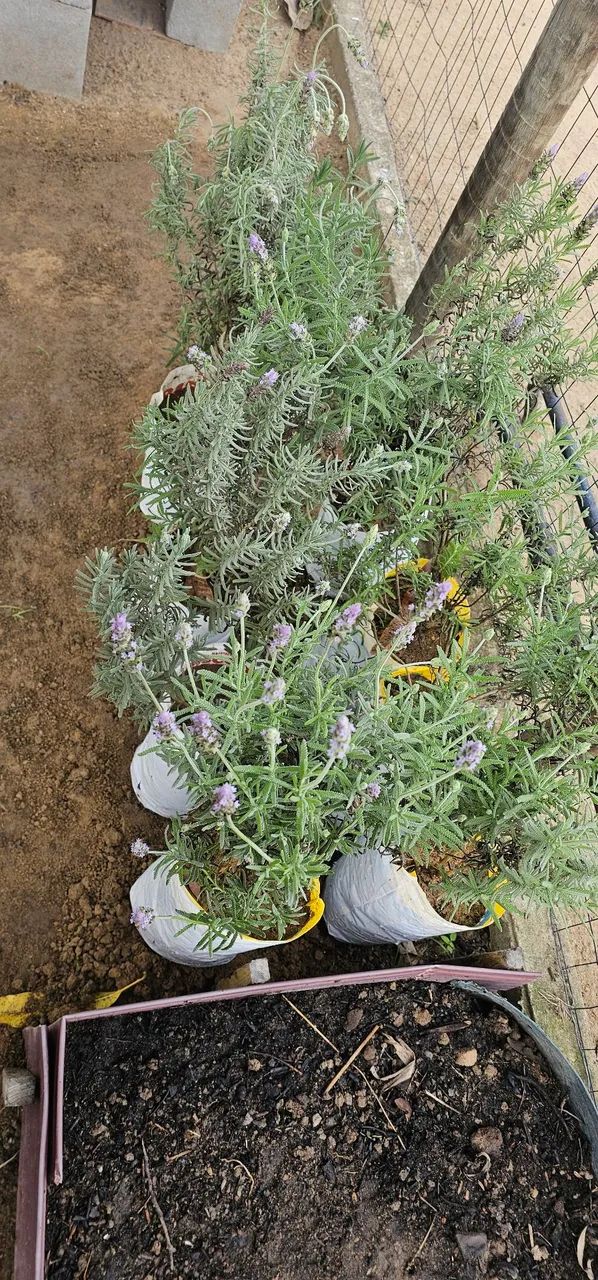 Mudas Lavanda 