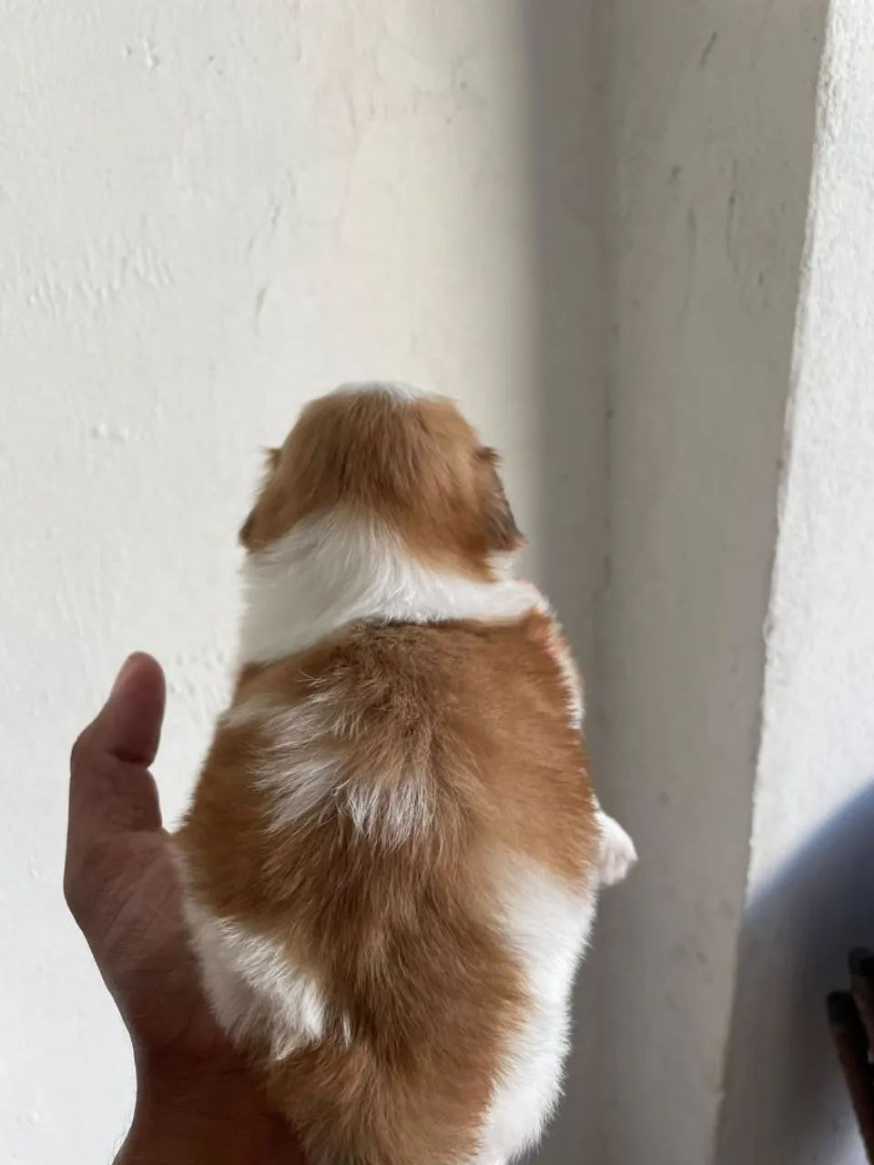Shitzu 