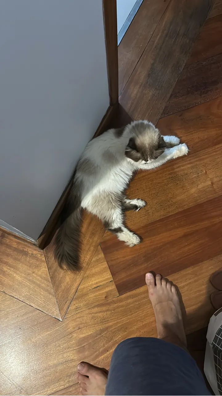 Gatos - Foto 4