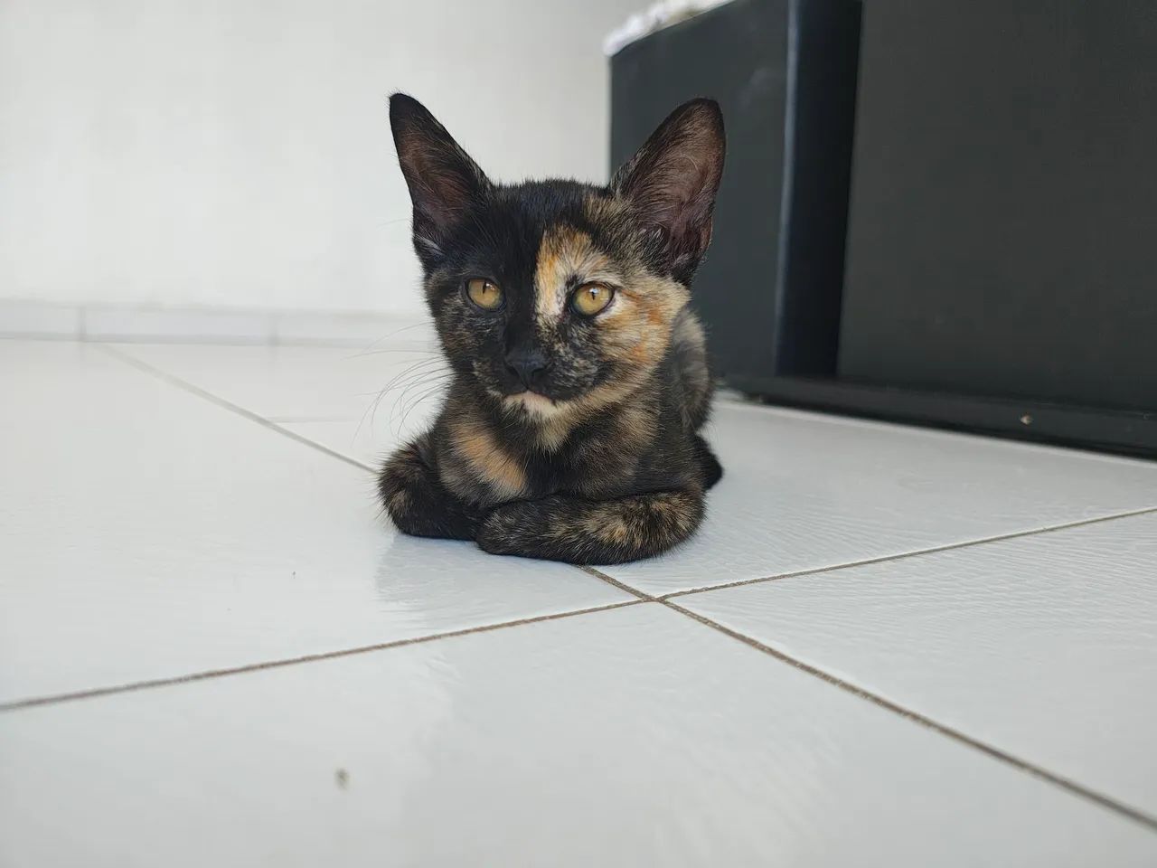Doação de gatinha  - Foto 2