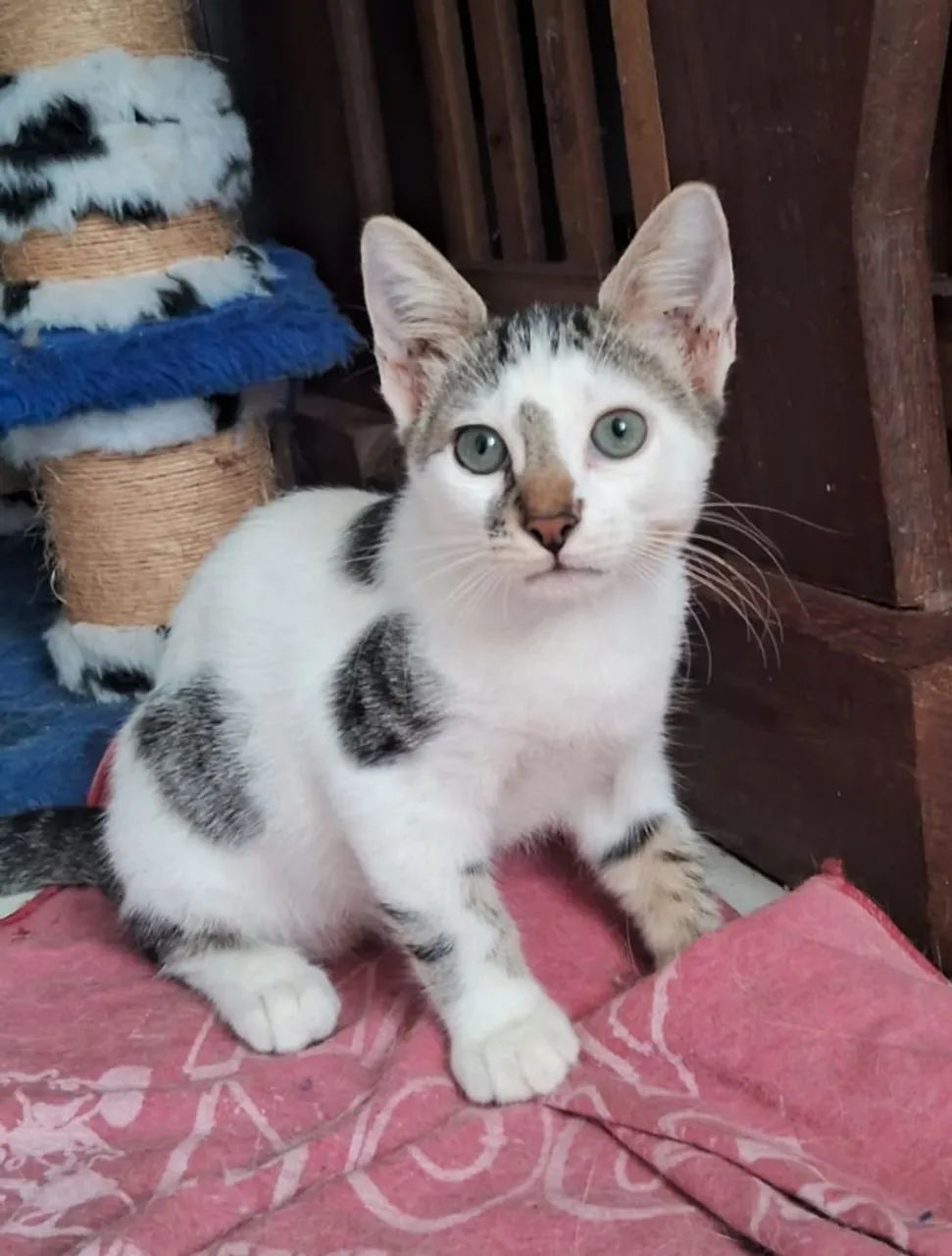 Adoção filhotes - Foto 2