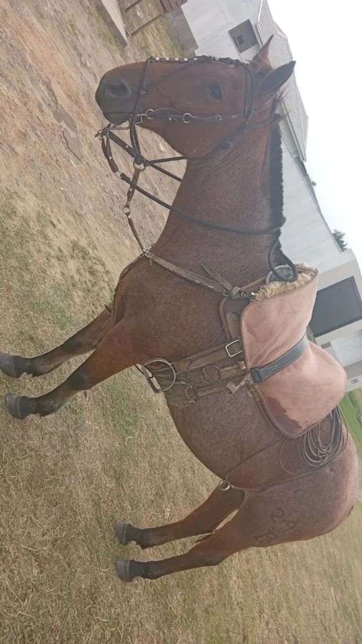 Cavalo 