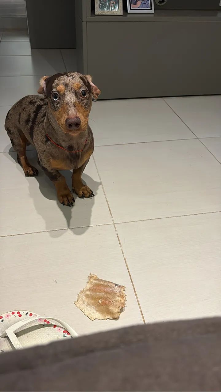 Cachorro  - Foto 3