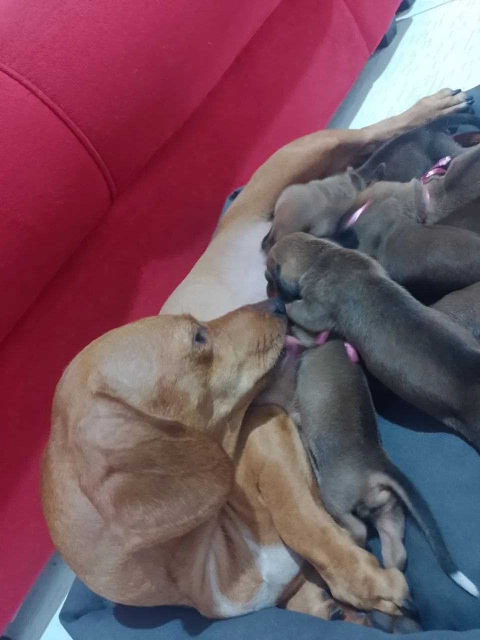 Filhotes de Dachshund 600,00  - Foto 4