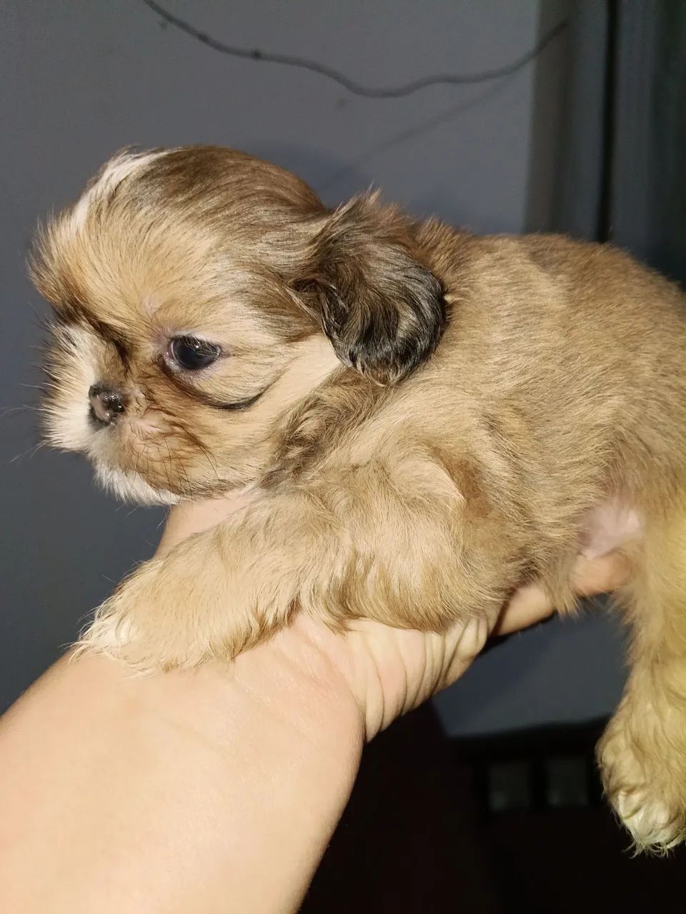 Fêmea shih tzu  - Foto 4