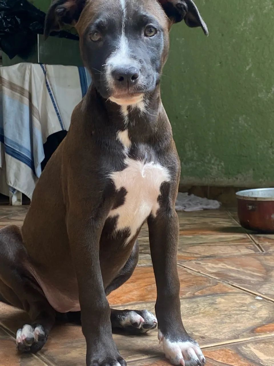 Filhotes pitbull com labrador  - Foto 2