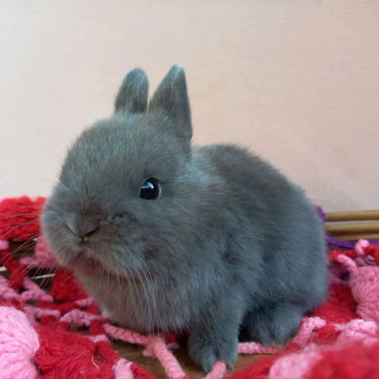 Mini coelho  - Foto 2